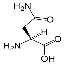 Asparagine