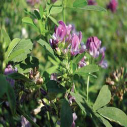 Alfalfa