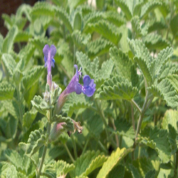 Catnip