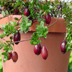 Cranberry