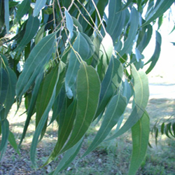 Eucalyptus