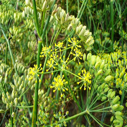 Fennel