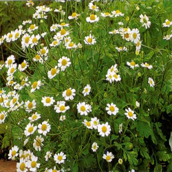 Feverfew