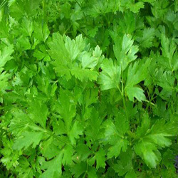 Parsley