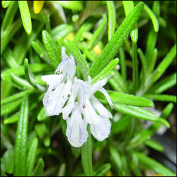 Rosemary
