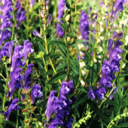 Skullcap