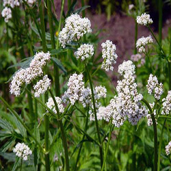 Valerian