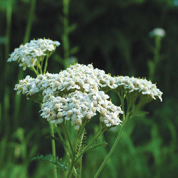 Yarrow