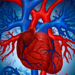 cardiovascular system